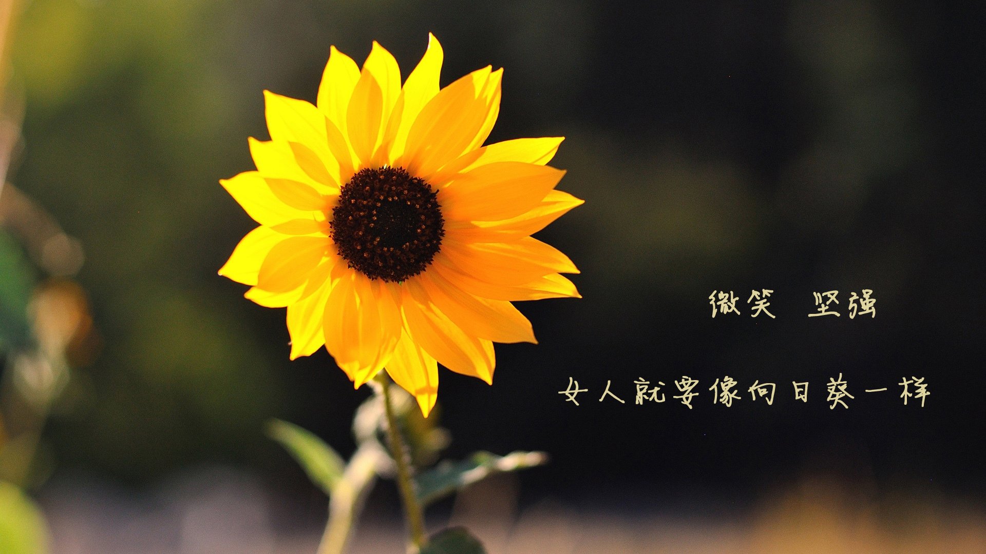 铁矿石手续费多少(铁矿石成本价多少钱一吨)
